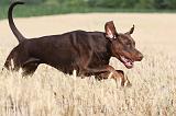 DOBERMANN 555